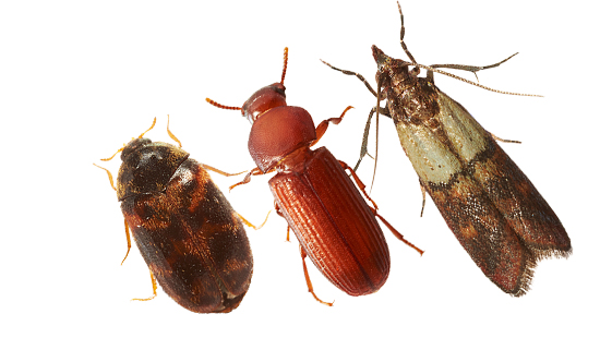Stored product insect monitoring
